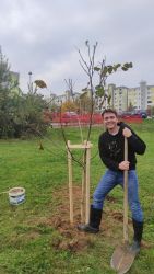 divadelny strom ruky velkosti orecha