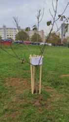 divadelny strom ruky velkosti orecha