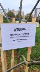 divadelny strom ruky velkosti orecha